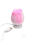 Gossip Rose Dream Pink/white
