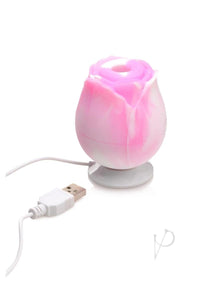 Gossip Rose Dream Pink/white